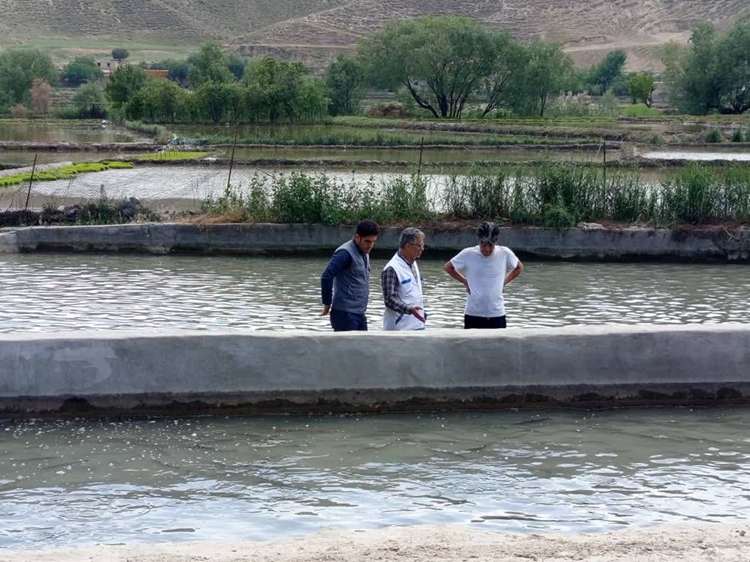 پایش و مراقبت فاز بهاره بیماری های آبزیان در مزارع پرورشی شهرستان درگز 